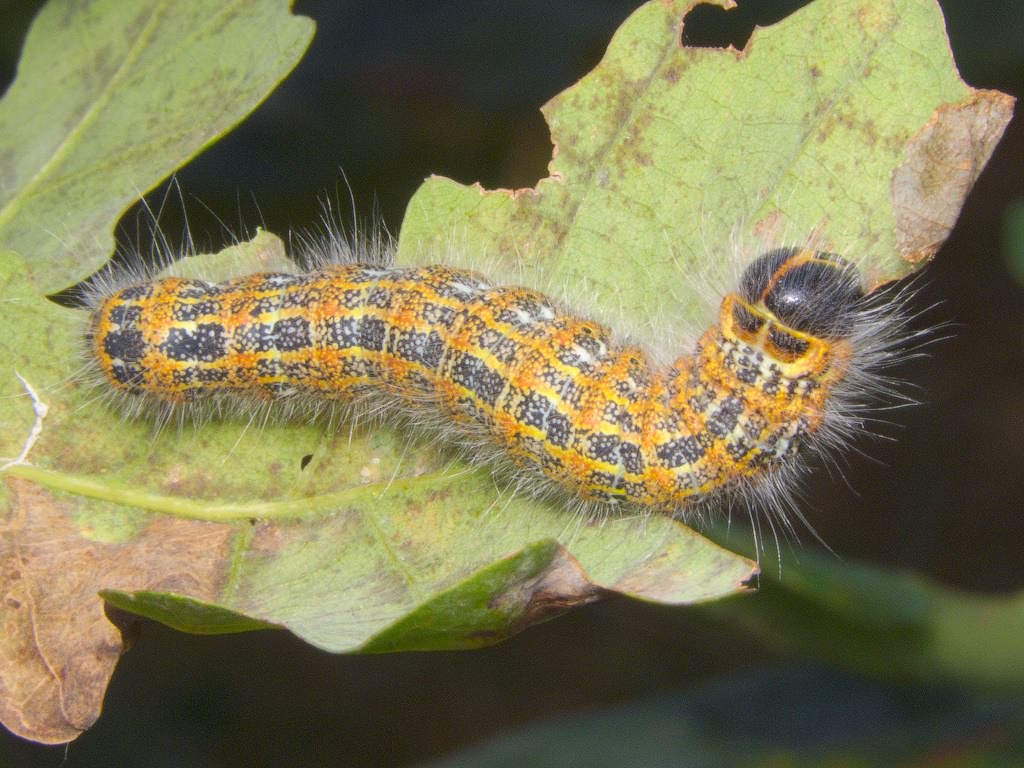 Phalera bucephala (Linnaeus, 1758)